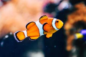 亚特兰大主场大胜，积分榜上逐渐攀升